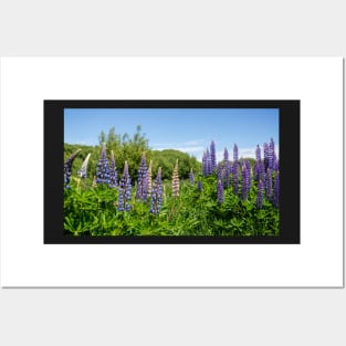 Purple and pink Lupin flowers. Posters and Art